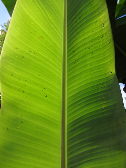 banana leaf in the light