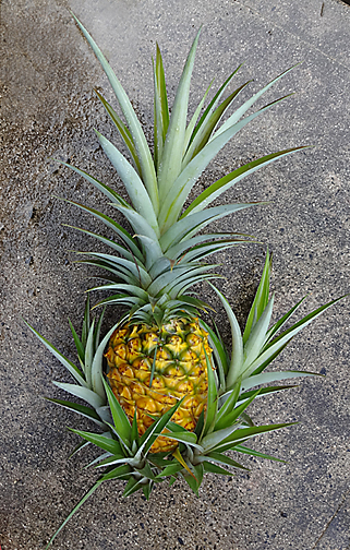 pineapple starts