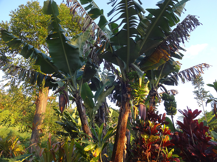 banana trees 