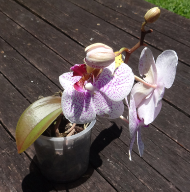 maui orchid