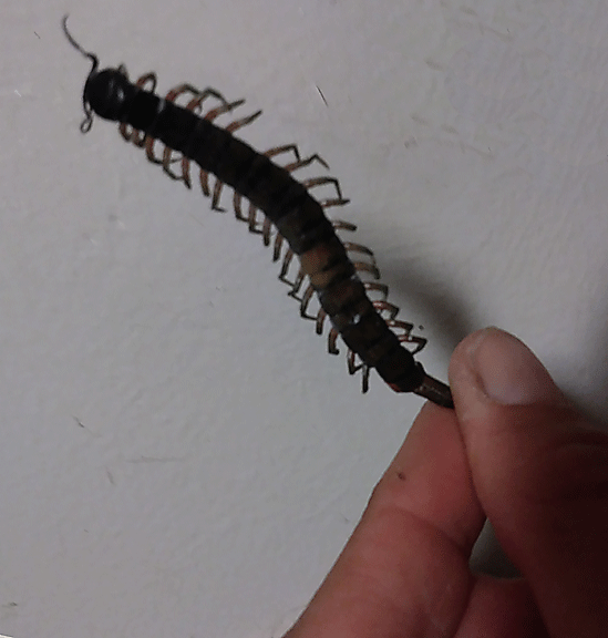 centipede in hawaii