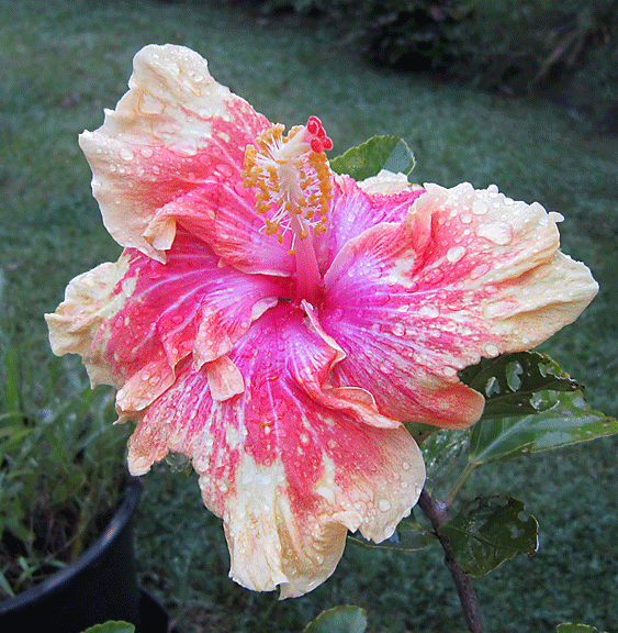  moms pink yellow double hibiscus