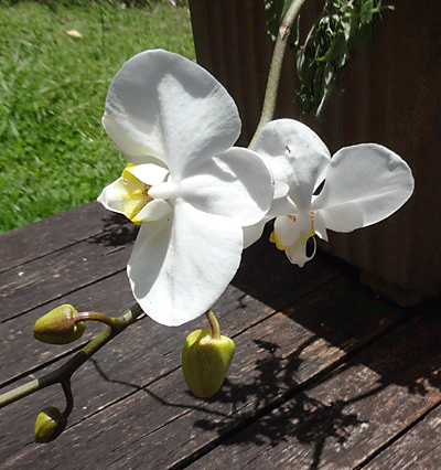  white orchid in maui