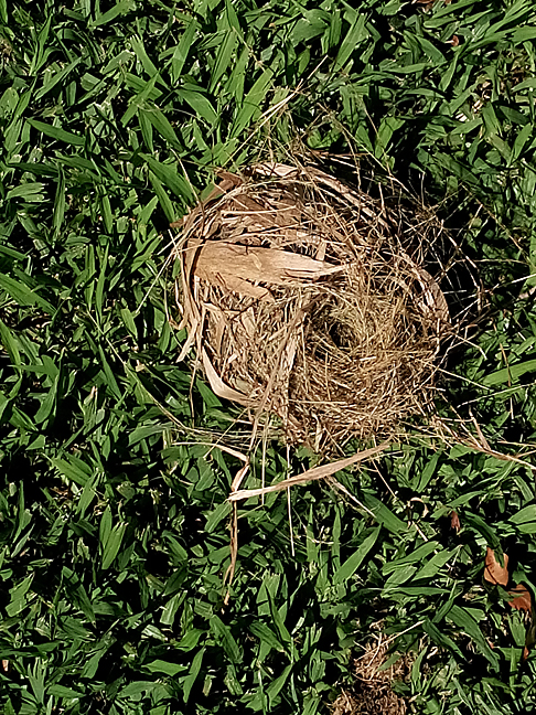 interesting nest that fell out of a tree