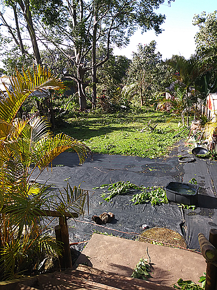 Windstorm on Maui February 2019. Branches brought down.