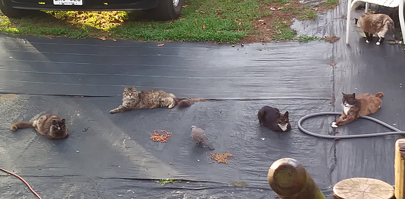 Cats ignoring a bird eating their food