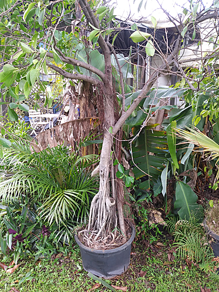 Potted Banyan tree