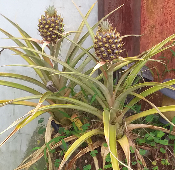 potted pineapples