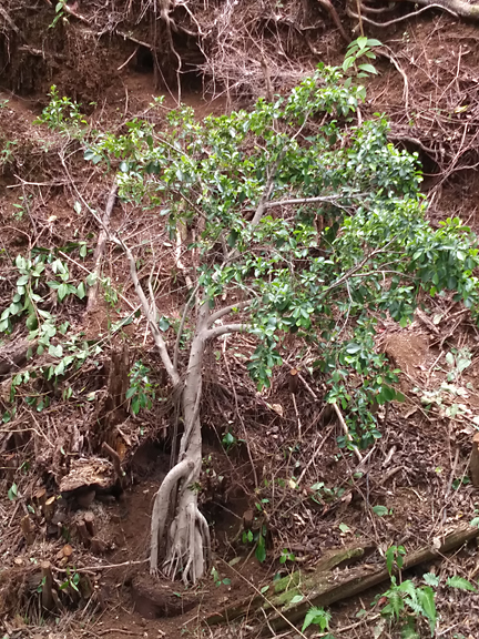 small banyan tree on maui