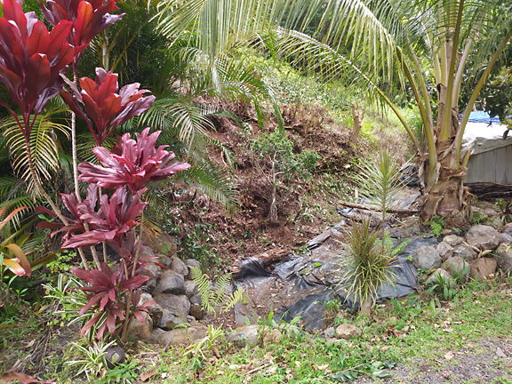 Planted Banyan tree