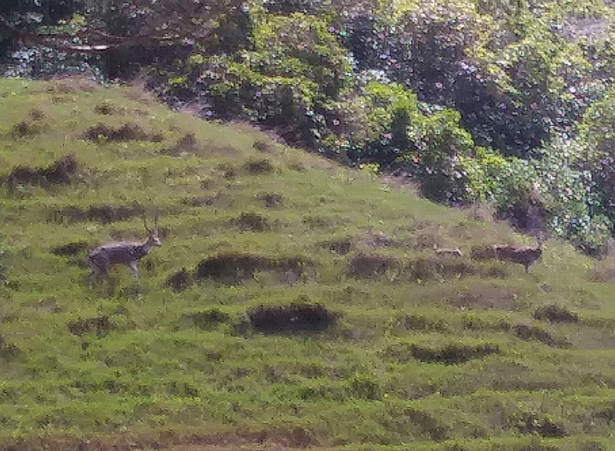 Hawaii Axis Deer on Maui