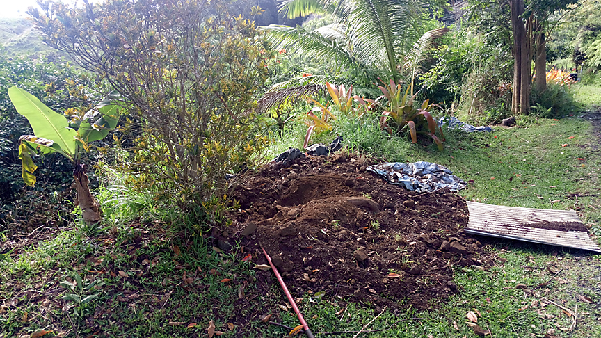 pig damage on maui