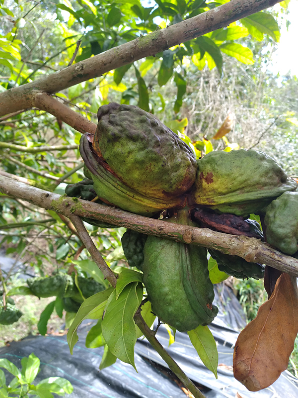 several green cola nuts on tree branch