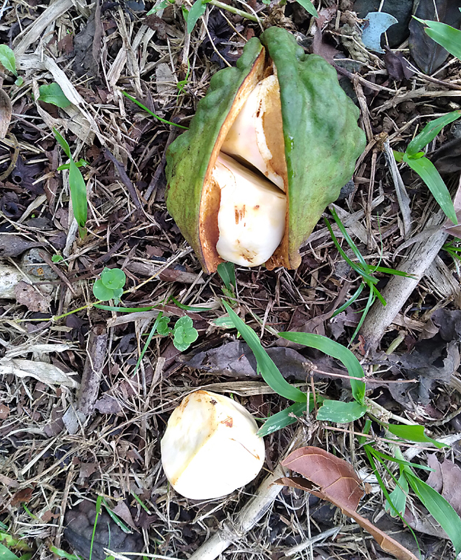 cola nutsbroken open with large white nuts/seeds