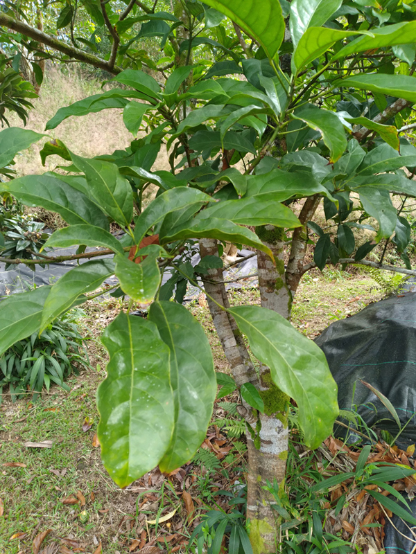 cola nut tree with green leaves