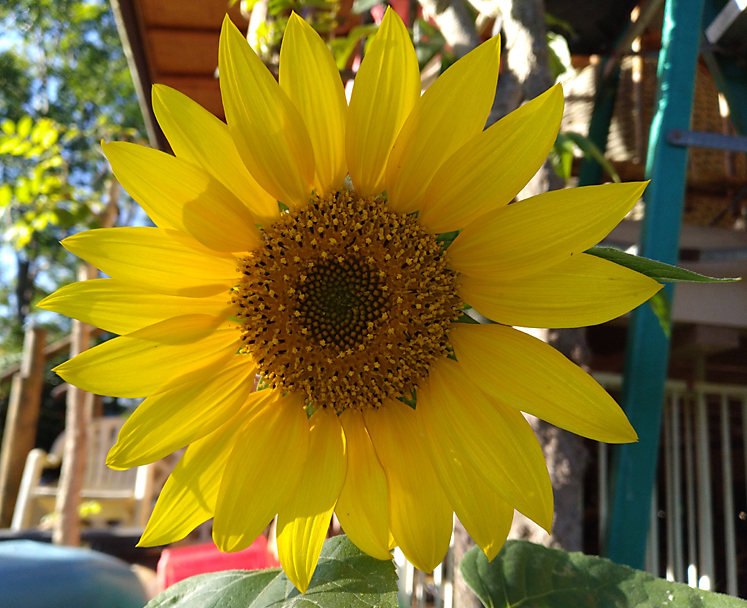 yellow sunflower