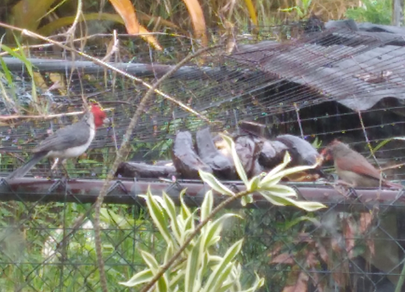 cardinals eating black bananas on cage