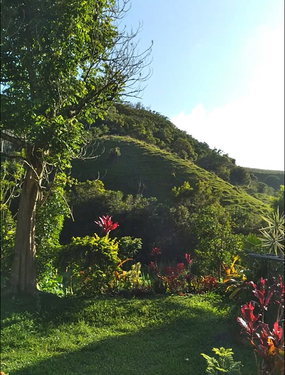 blue sky green trees grassy hill red ti plants in front