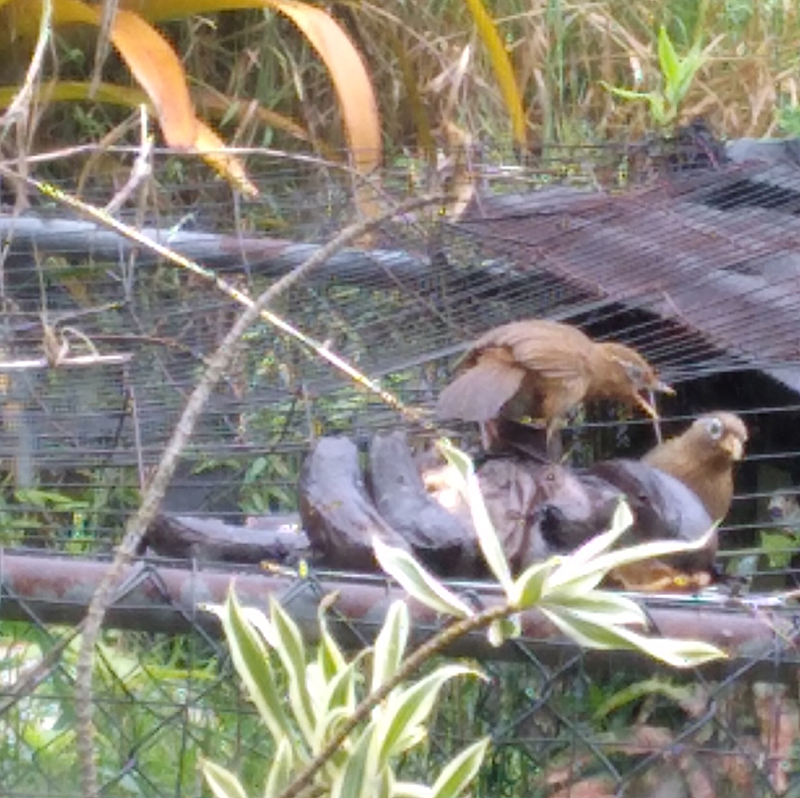 Hwamei brown birds with white stripe by eye eating black bananas