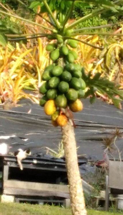 Birds love the papaya trees