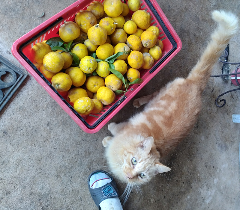 orange cat looking up with big red box of lemons next to him