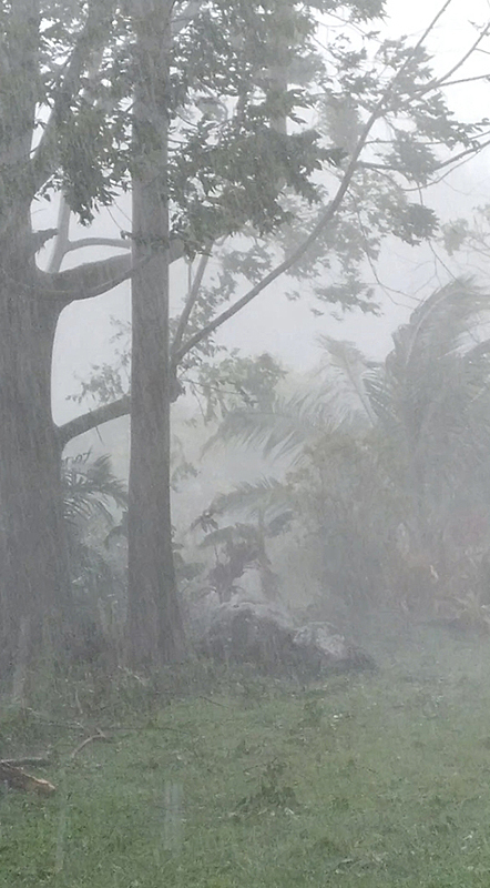 grey sky rain wind in trees