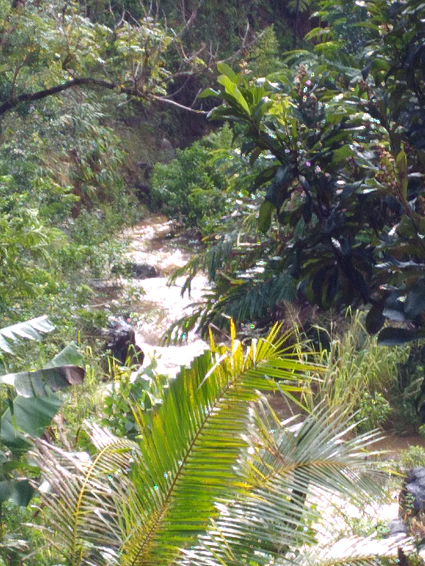 brown white stream raging between trees