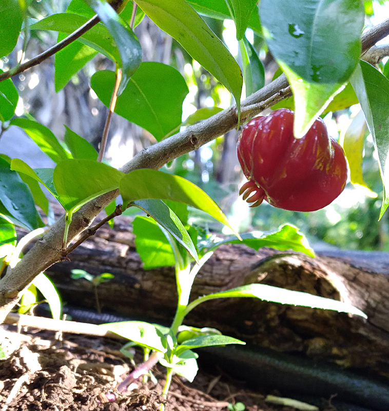 red surinam cherry on twig with green leaves