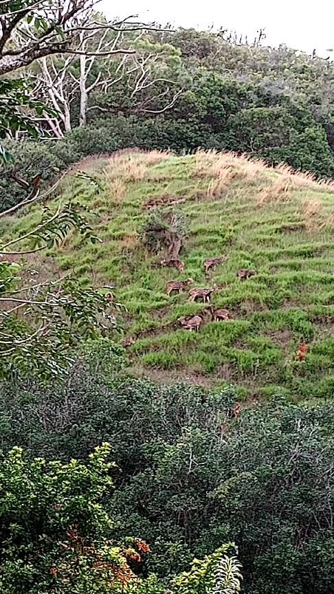 several axis deer on green hill