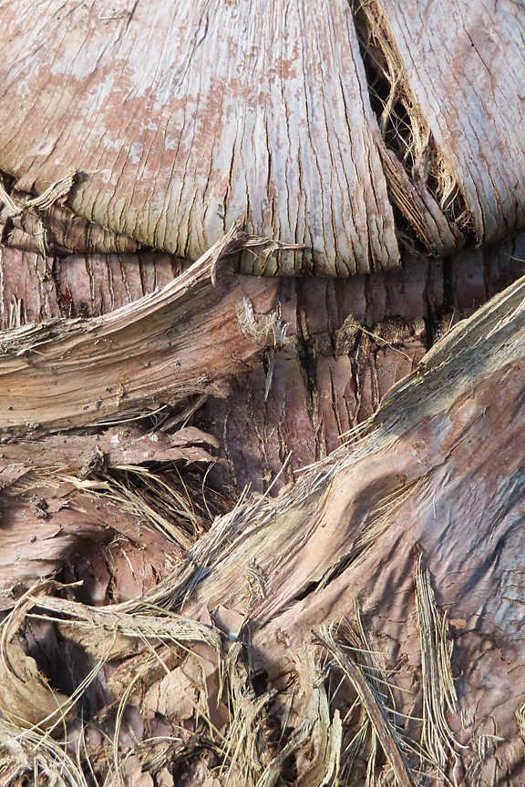 bark of coconut tree light brown shreds at angles