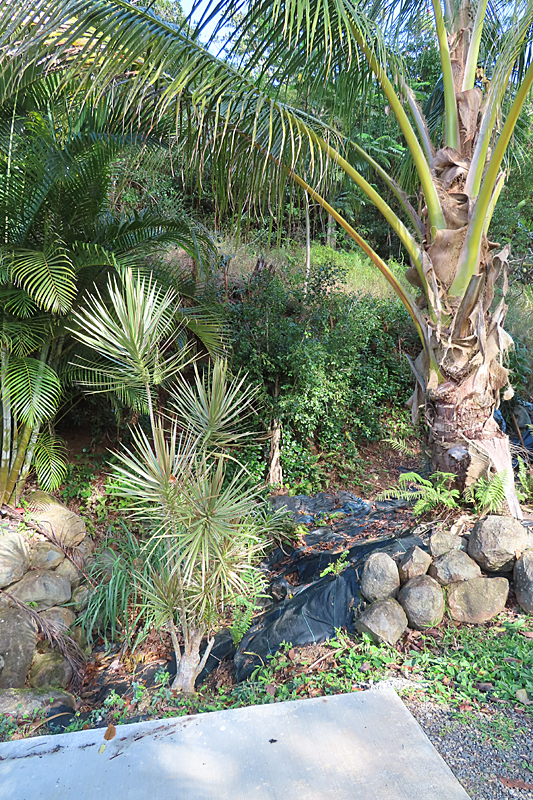 edge of concrete driveway with palm tree boulders black weed cloth in stream bed and green planbts on edges