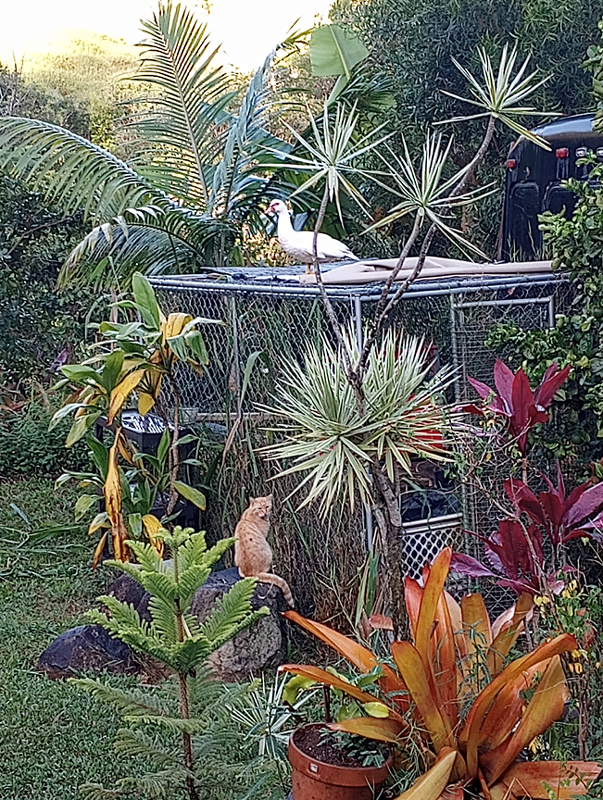 white duck on cage with red green and orange plants and yellow cat