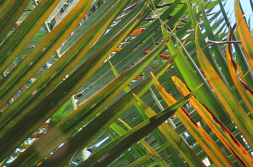 green and yellow palm fronds criss crossing