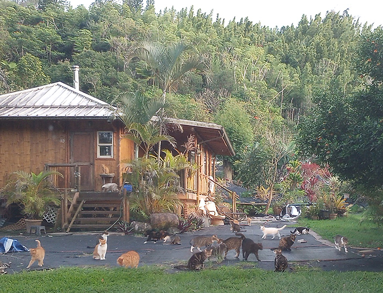 bamboo house with lots of cats in front