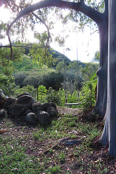 swing hanging from rainbow eucalyptus tree with boulders and green trees