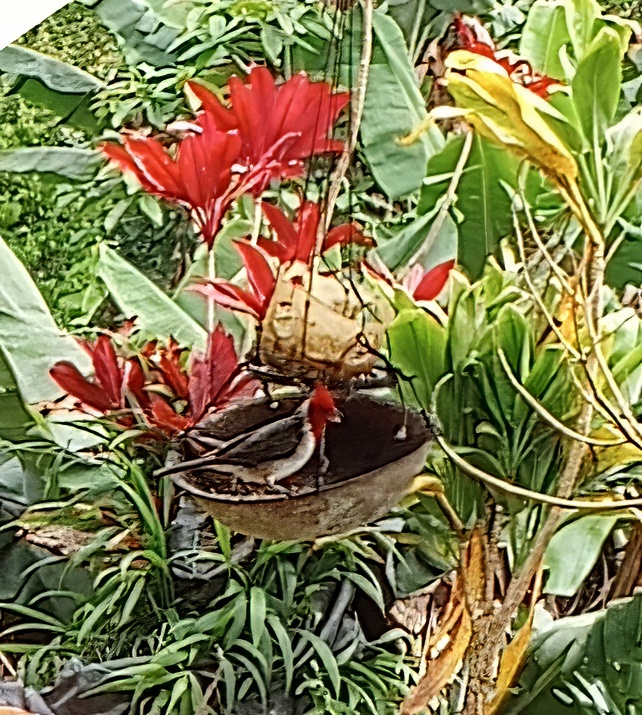 Crested Cardinal on bird feeder