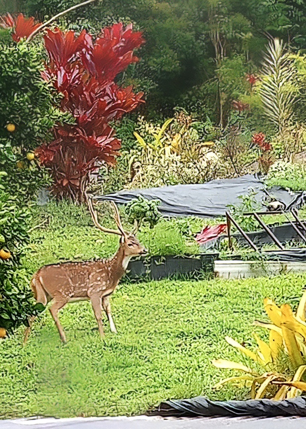 close up of Spotted Axis deer with antlers in yard on green grass by red ti plants