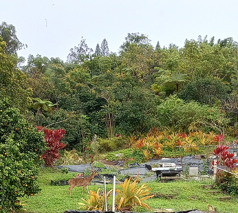 Spotted Axis deer with antlers in yard on green grass by red ti plants and green trees