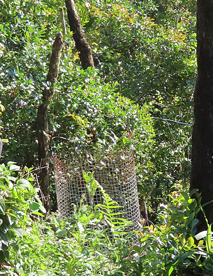 small jackfruit tree in fence surrounded by green plants