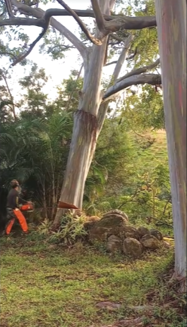 rainbow eucalyptus tree falling with man and chainsaw cutting it down