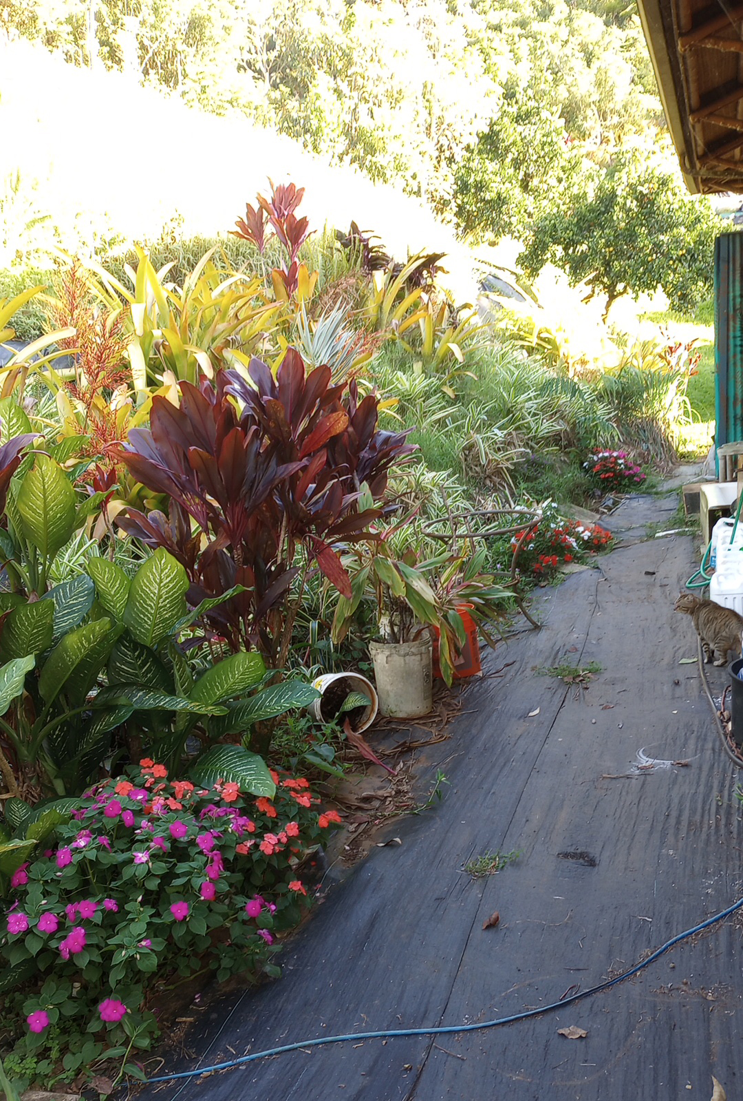 flowers and green plants next to black weed cloth and tub outside