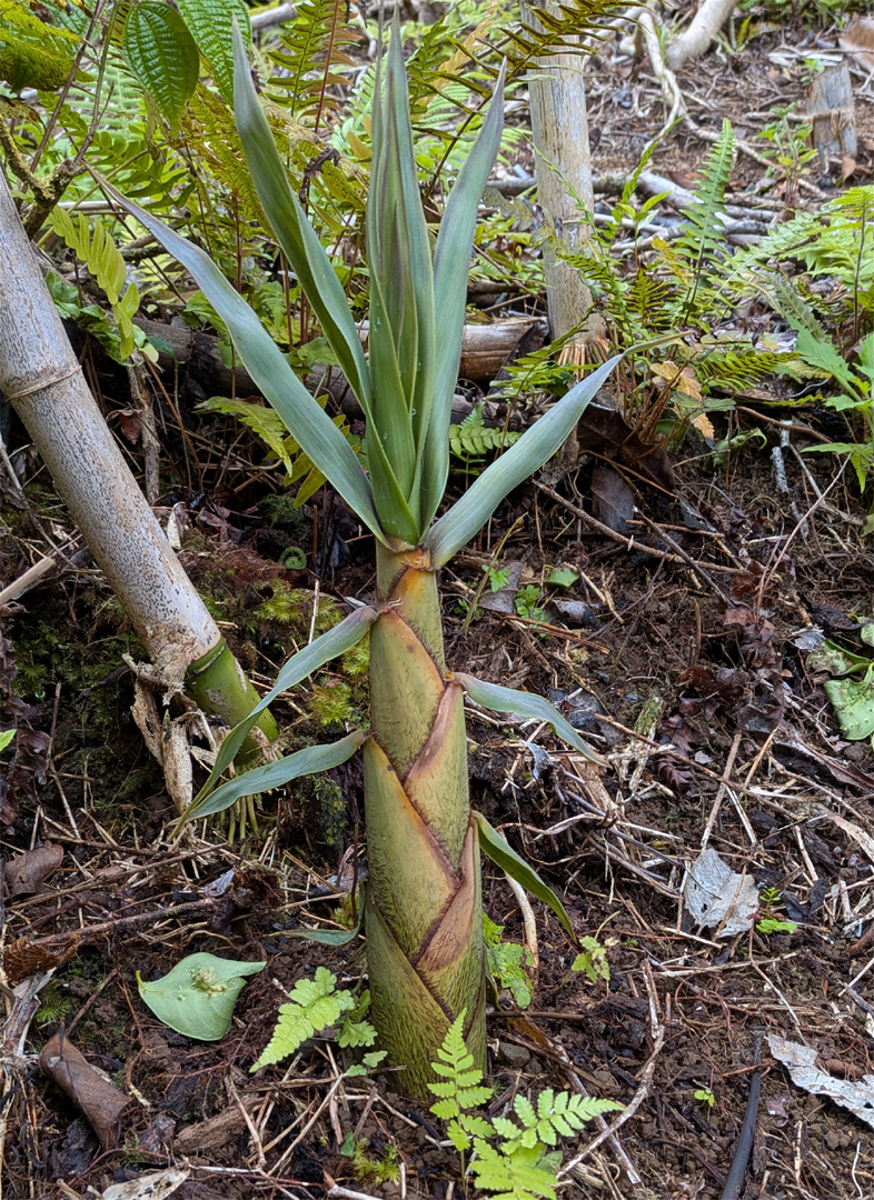 Sprout of bamboo