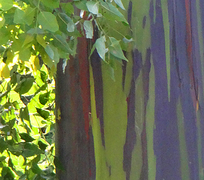 close up of rainbow eucalyptus bark greens pinks yellows purple