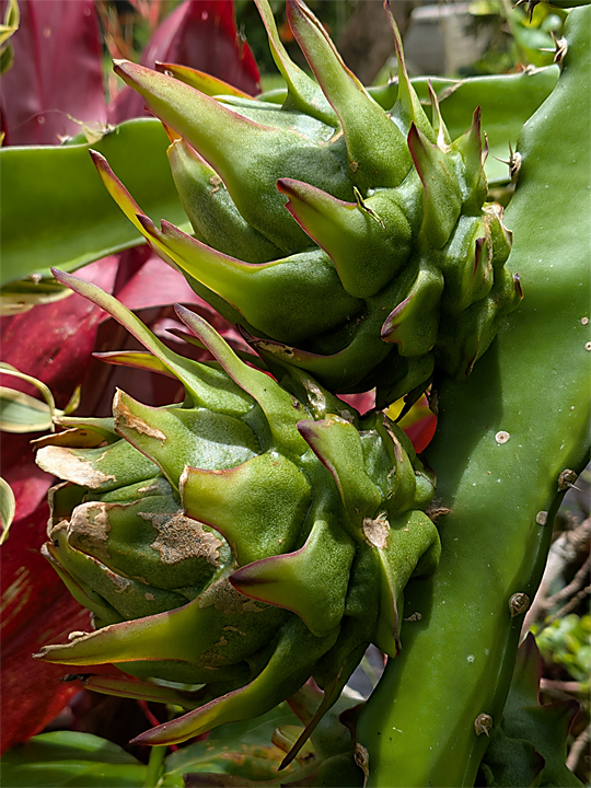 Several green pineapples growing in garden