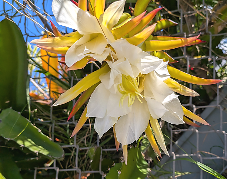 white and yellow dragonfrui flower