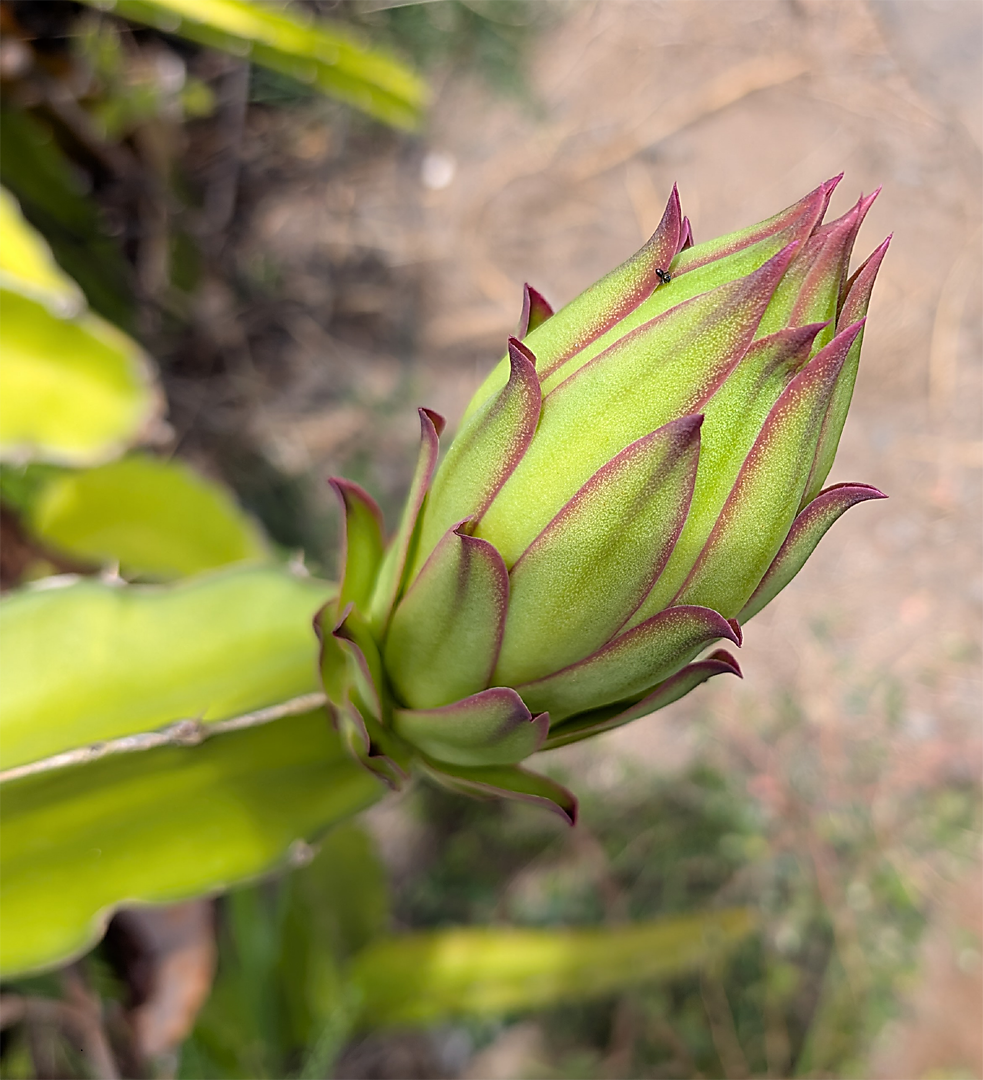 green dragon fruit bud
