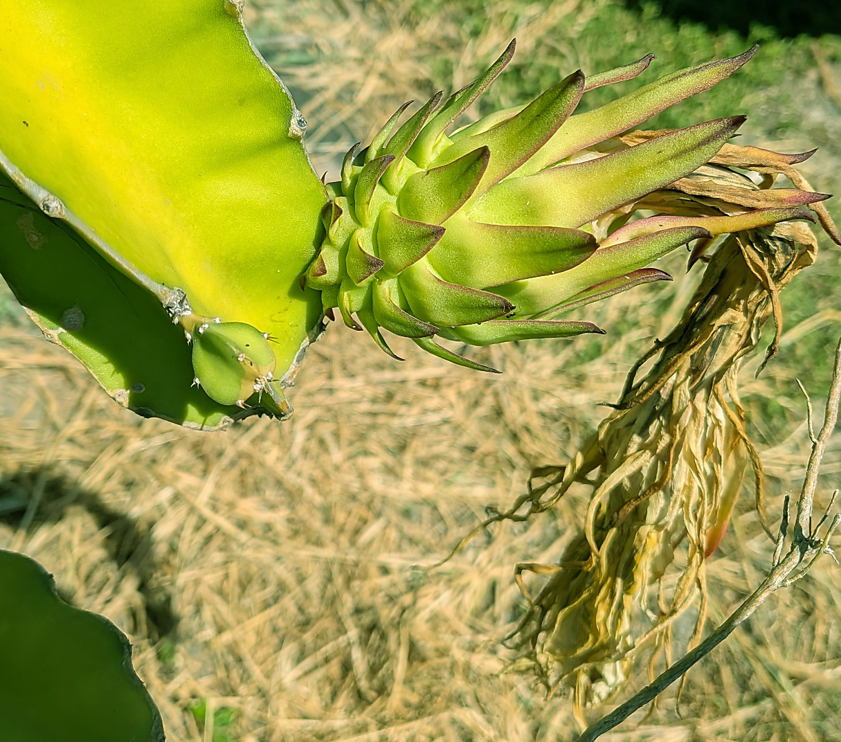 dragonfruit flower and fruit