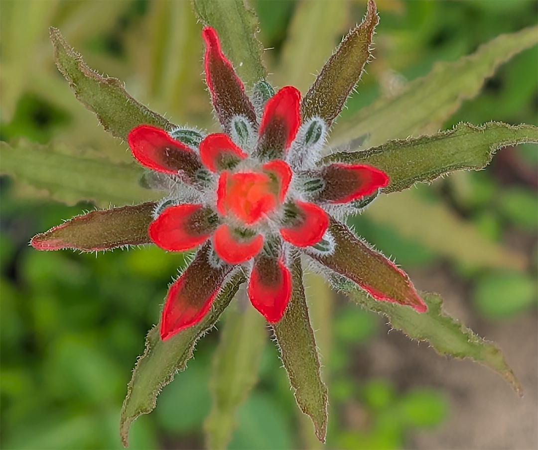 field Indian  Paint brush with red bracts