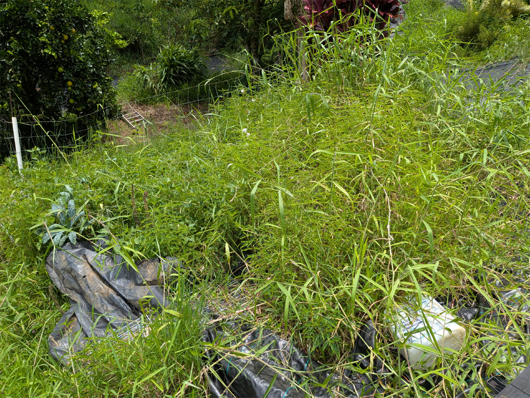 Main Garden spot when not weeded