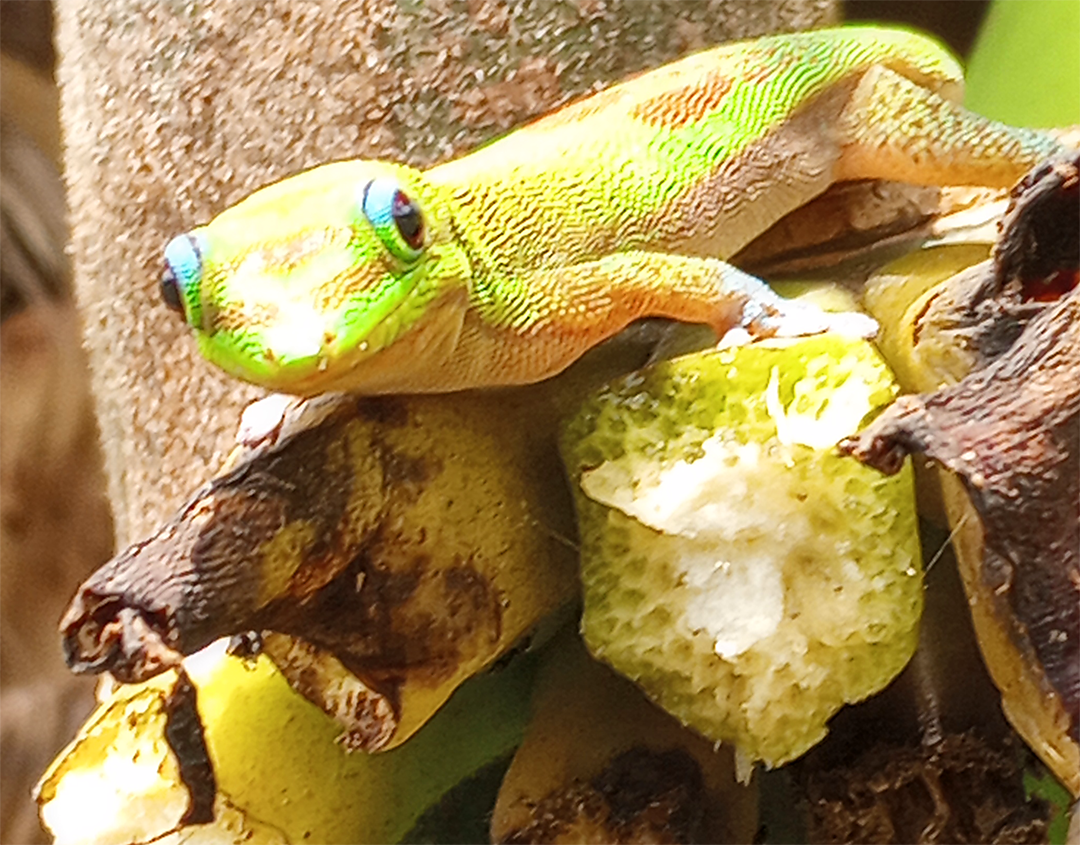 green Gold dust gecko on bananatree